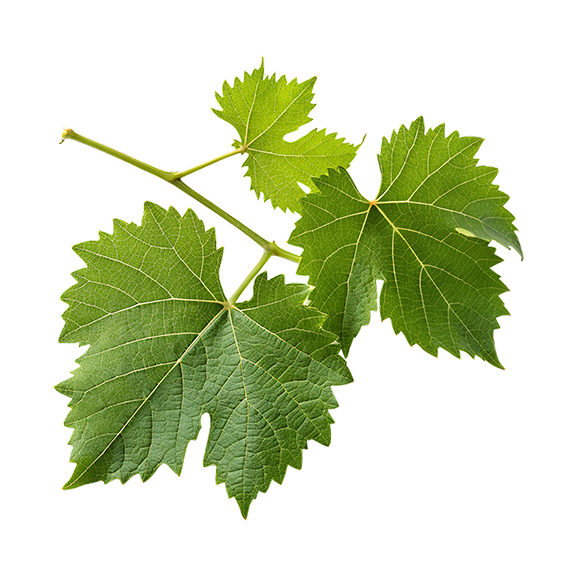 VINE LEAVES